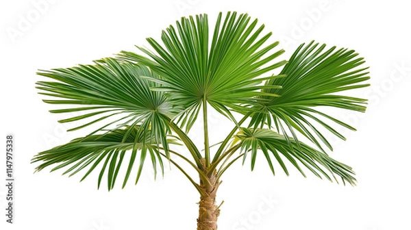 Fototapeta A palm tree with large green fronds, isolated  background.