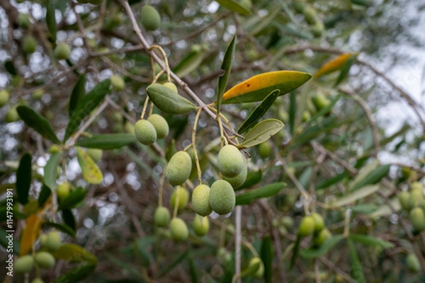 Fototapeta Olives on a Tree