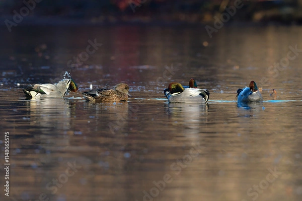 Fototapeta 冬に公園の池や湖で見られる緑とワインレッドの頭がとても美しい渡り鳥、人気者のヨシガモ