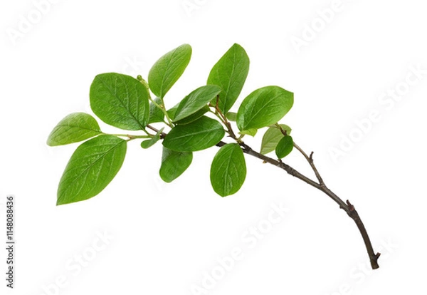 Fototapeta Fresh twig with green leaves isolated on white or transparent background