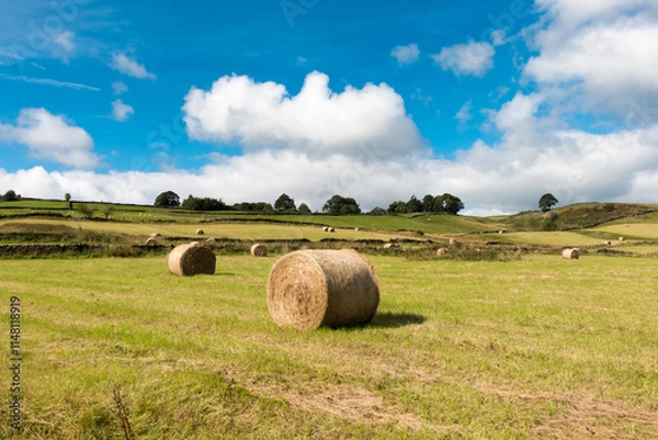 Obraz Yorkshire Field
