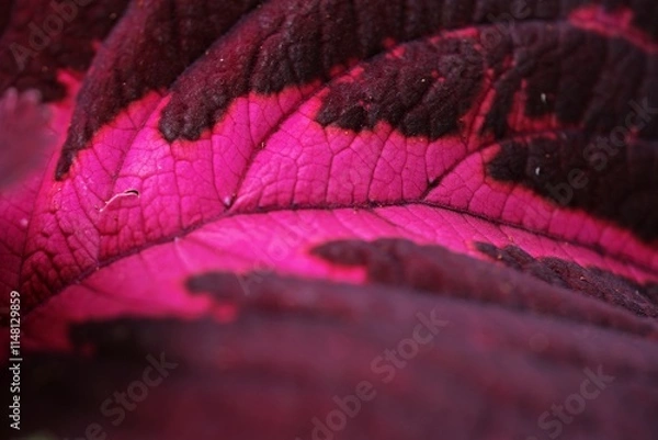 Obraz A close-up of a vibrant pink and dark purple leaf, showcasing intricate textures and vein patterns. The rich contrast and macro details highlight the beauty of nature’s organic design.