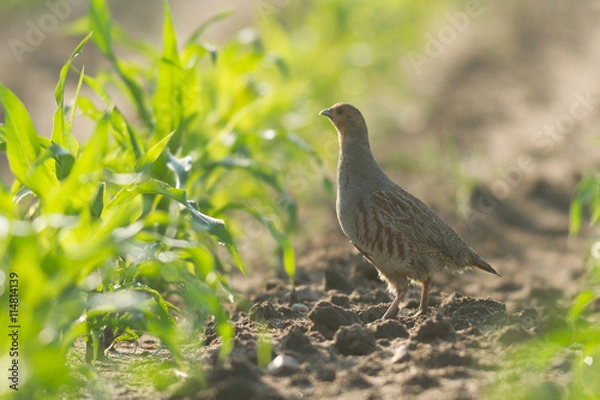 Obraz agricultural field