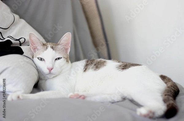 Obraz The cat lay on the gray sofa