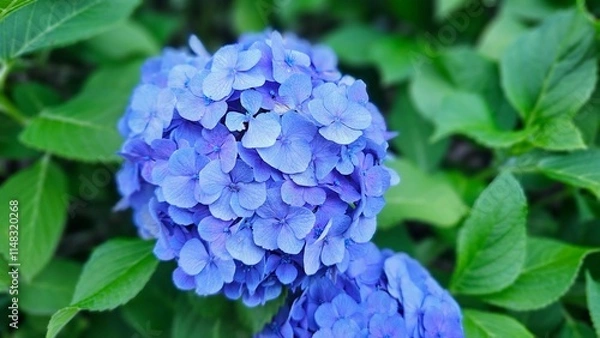 Obraz 紫陽花