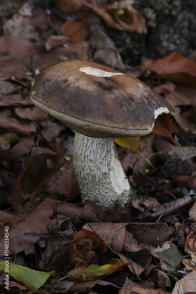 Obraz Leccinum scabrum, brown edible fungus in leaves