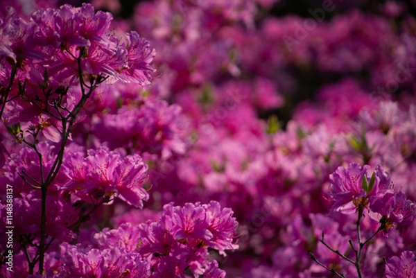 Obraz 別府市　別府公園