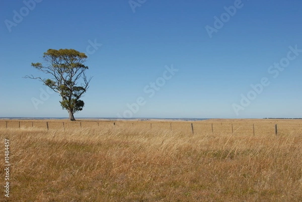 Obraz Arbre solitaire dans l'outback australien