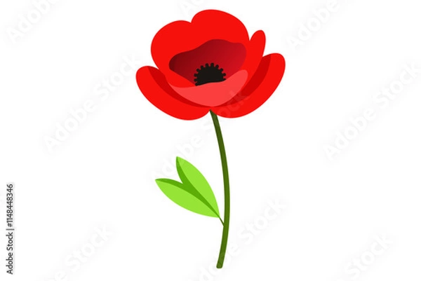 Obraz red poppy isolated on white
