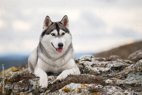 Obraz Husky lying on a rock