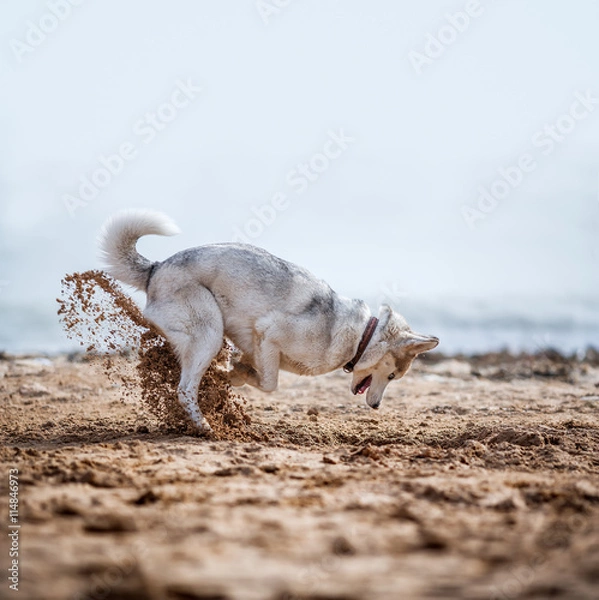 Obraz Funny Husky digging