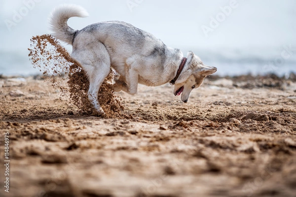 Obraz Funny Husky digging