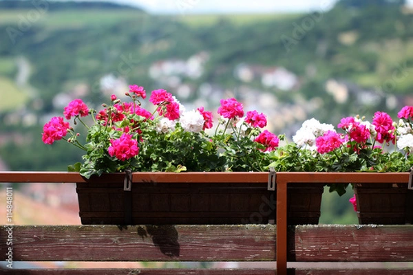 Obraz Pelargonia