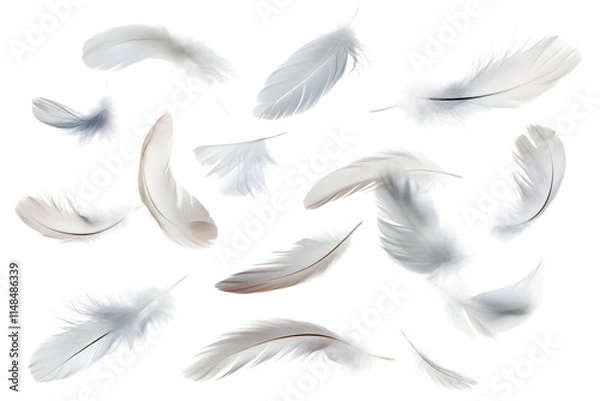 Obraz flying white feathers isolated on transparent background