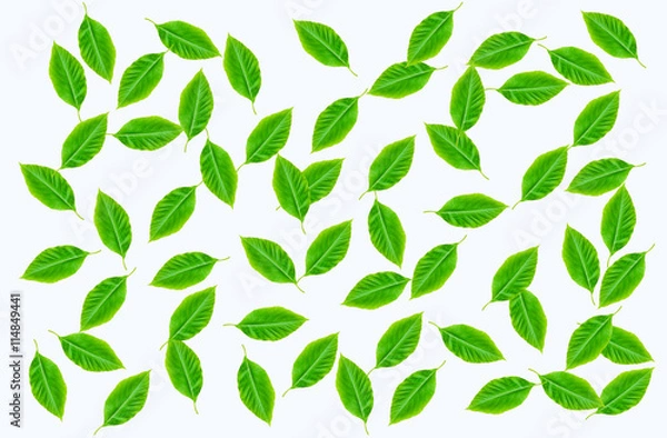 Fototapeta green leaf on isolate white backgroung
