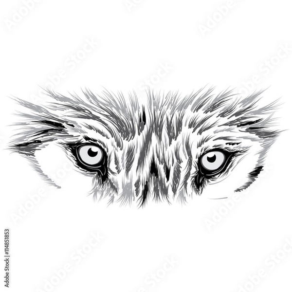 Fototapeta beautiful Wolf face. Vector illustration