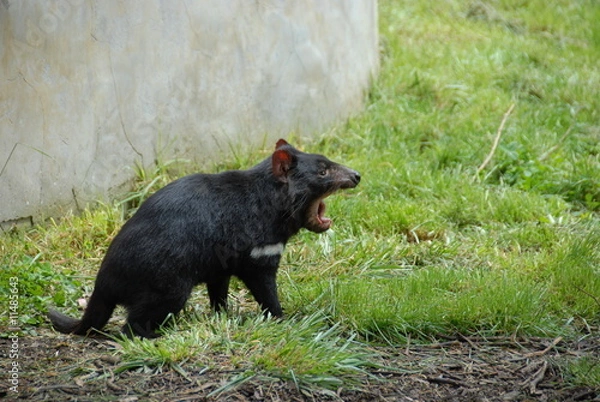 Obraz Diable de Tasmanie 2