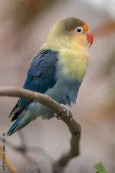 Fototapeta Fischer's lovebird (Agapornis fischeri) is a small parrot species of the genus Agapornis