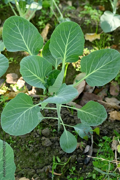 Fototapeta closeup the ripe green cabbage plant with soil heap growing in the farm soft focus natural green brown background.