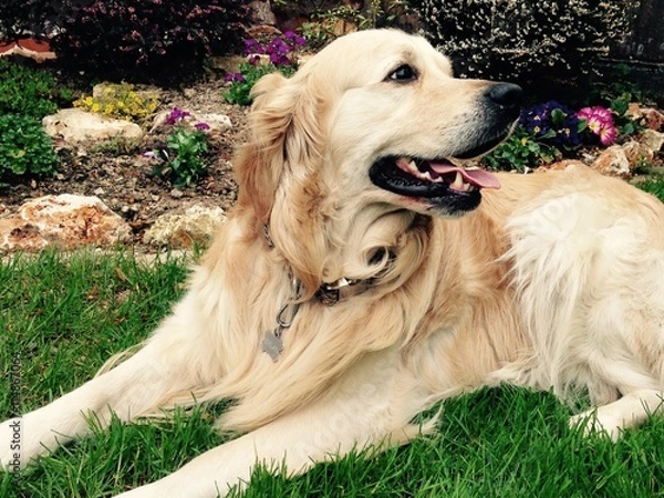 Obraz Golden Retriever