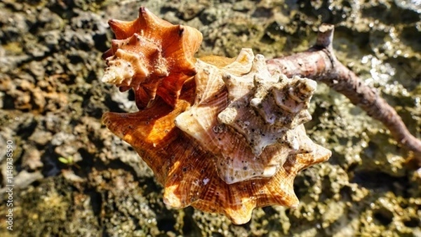 Fototapeta Shell on the seashore in the sunlight 