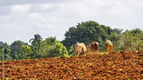Fototapeta farm work , farmer plowing the field with cows in a wagon ,agricultural, agriculture, animal, caribbean, cuba, farm, farmer, farming, field, landscape, outdoors, plow, rural, work, cows, 