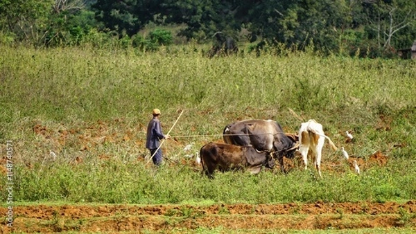 Fototapeta farm work , farmer plowing the field with cows in a wagon 