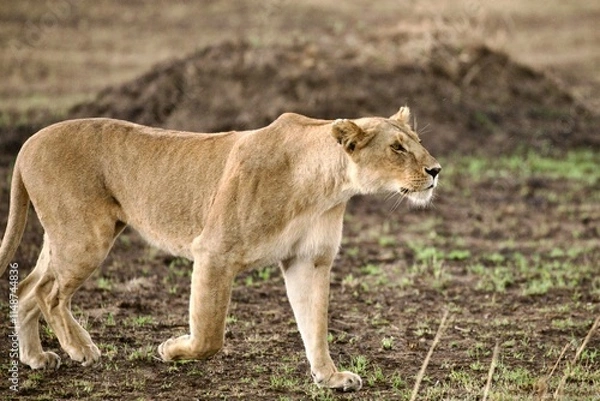 Obraz female lion 