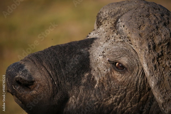 Obraz close up of a buffalo