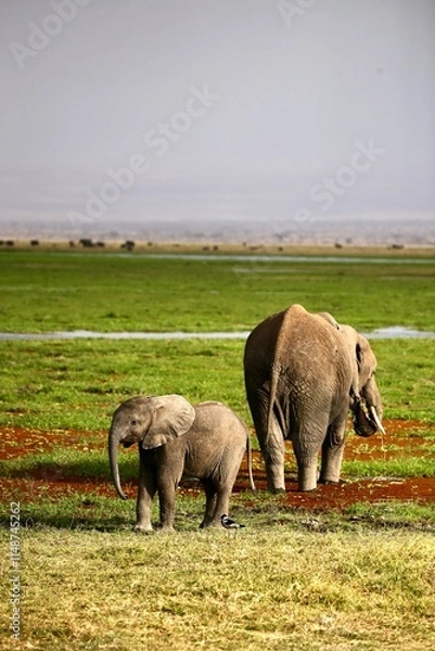 Obraz baby elephant and parent