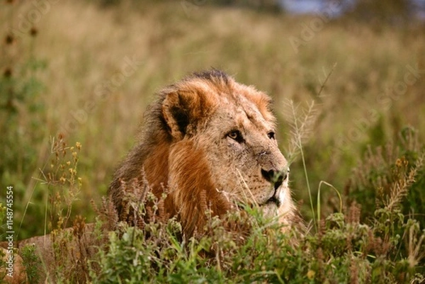 Obraz lion in the grass