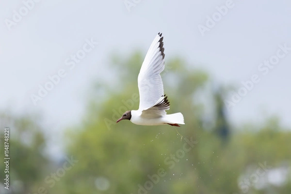 Obraz Fliegende Lachmöwe