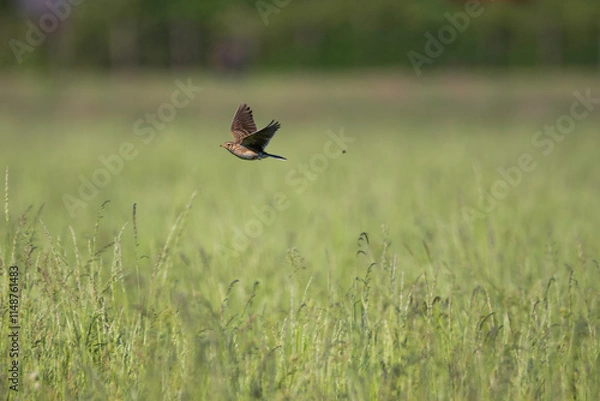 Obraz Feldlerche im Flug