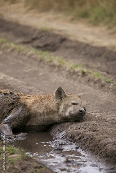 Obraz Lycaon pictus Fall asleep