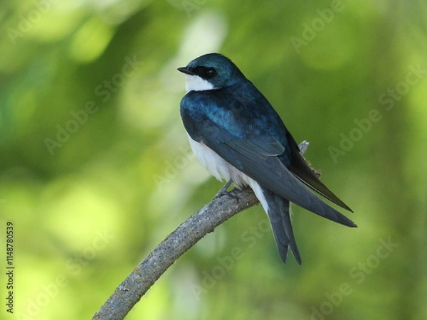 Fototapeta Tree Swallow 