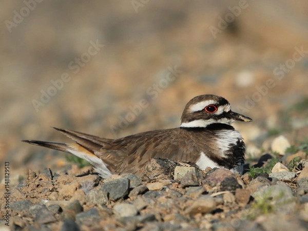 Obraz Killdeer Sitting on Nest