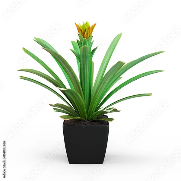 Fototapeta Pineapple flower bush in a pot isolated on white background. 3D Rendering, 3D Illustration.