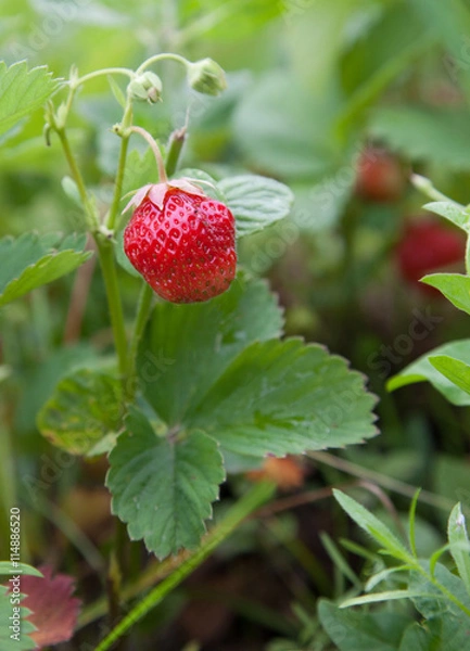 Obraz strawberries in the garden