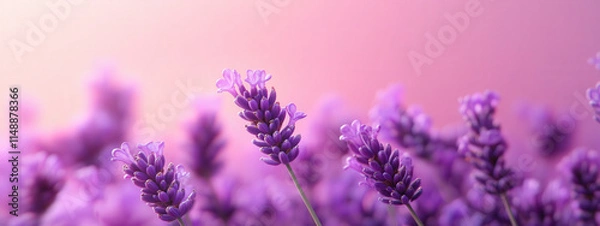 Fototapeta Smooth pastel lavender background with a slight gradient, calming and gentle