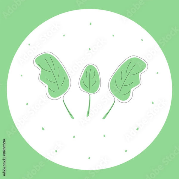 Fototapeta Fresh green spinach leaves in white circle on green background
