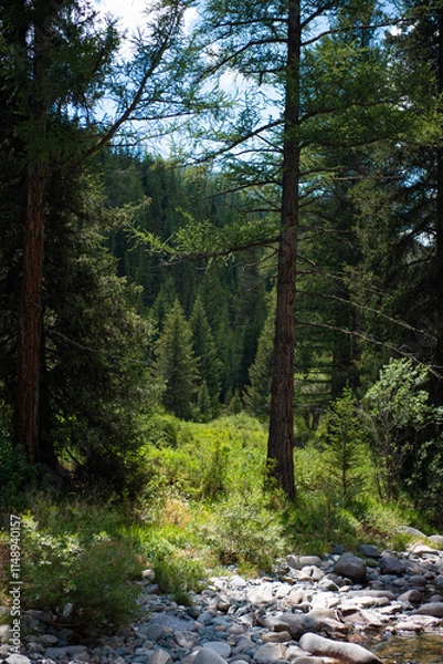 Fototapeta Beautiful trees of Western Mongolia