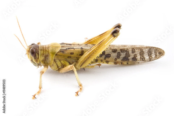 Obraz African Desert Locust