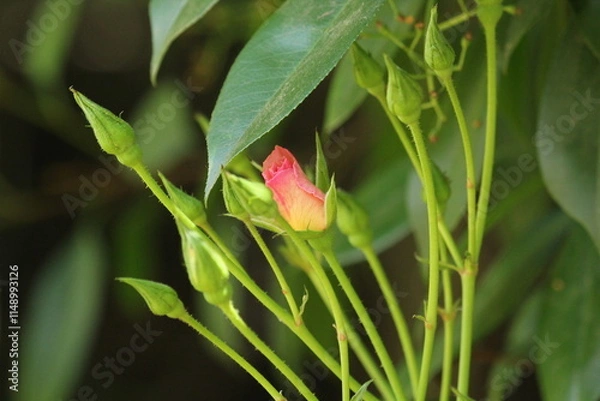Fototapeta Rosebud
