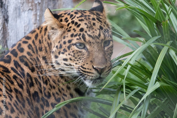 Fototapeta Chinese Leopard