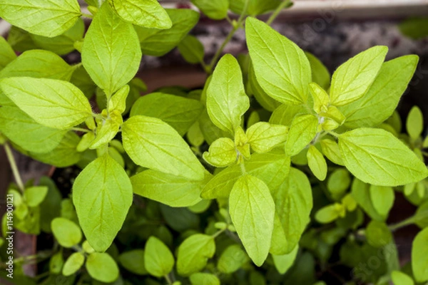 Obraz Golden Marjoram (Origanum vulgare) a form of oregano. Herb plant.