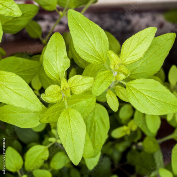 Obraz Golden Marjoram (Origanum vulgare) a form of oregano. Herb plant.
