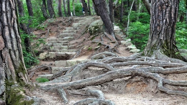 Fototapeta 자연의 모습 - 나무 뿌리