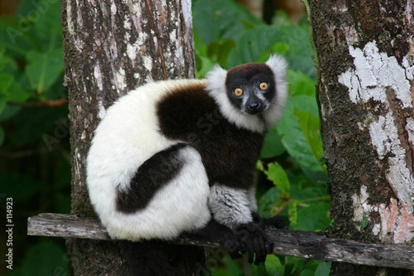 Fototapeta black&white ruffed lemur