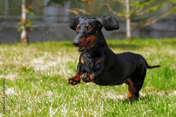 Fototapeta happy dog German haired dwarf Dachshund playing in the back yard