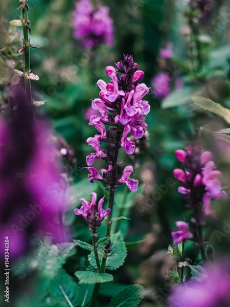 Obraz Salvia flower